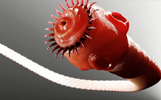 червей паразит от човешкото тяло