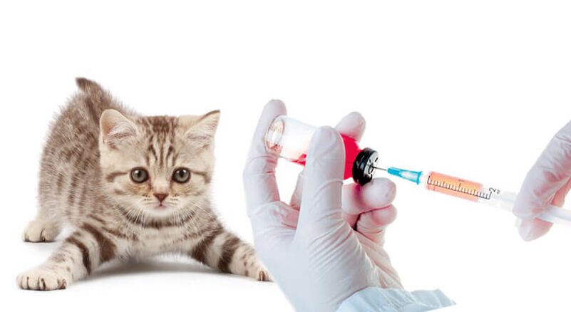ваксинация на животни и хора срещу глисти