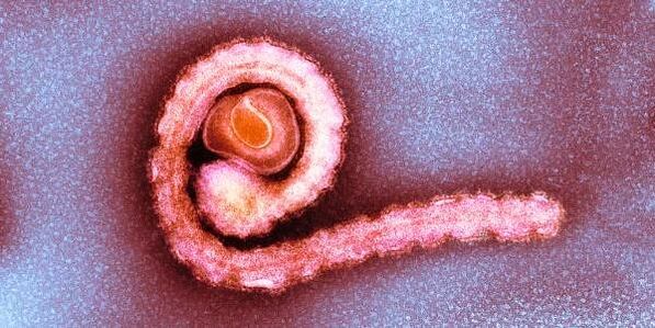 джудже тения в човешкото тяло