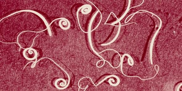 снимка на човешки паразити