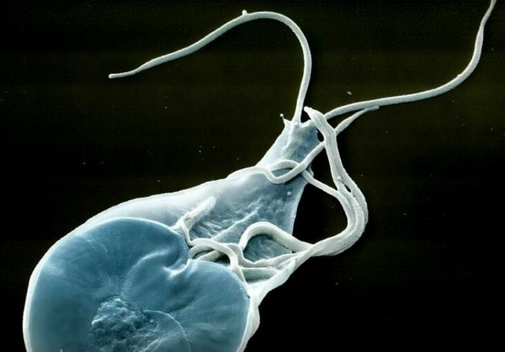 чревни ламблии при хора